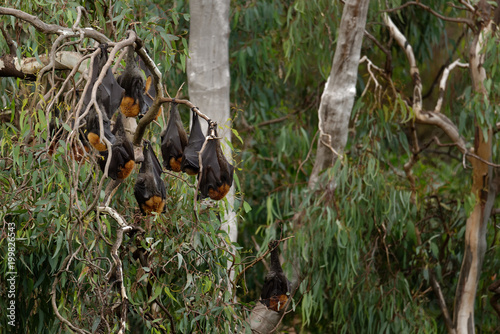 The grey-headed flying fox Pteropus poliocephalus is the largest bat in Australia. This flying fox has a dark-grey body with a light-grey head and a reddish-brown neck collar