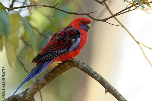 The crimson rosella (Platycercus elegans) is a parrot native to eastern and south eastern Australia which has been introduced to New Zealand and Norfolk Island