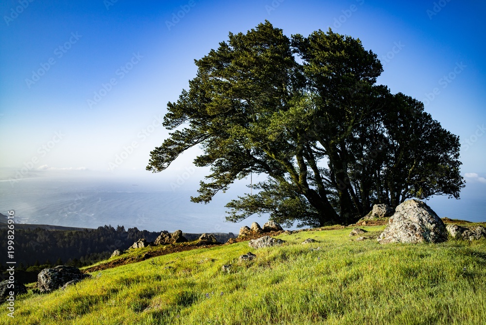 Tree on Mt Tamalpais Tree on Mt Tamalpais