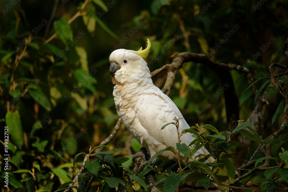 Fototapeta premium The sulphur-crested cockatoo (Cacatua galerita) is a relatively large white cockatoo found in wooded habitats in Australia and New Guinea and some of the islands of Indonesia. Tasmania