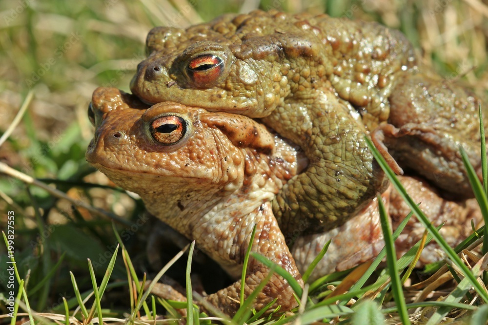 Erdkrötenpaar (Bufo bufo) auf Wanderschaft
Erdkrötenpaar (Bufo bufo) auf Wanderschaft