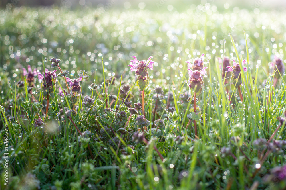 Wild nettle in the spring time in the grass field covered with dew Wild nettle in the spring time in the grass field covered with dew