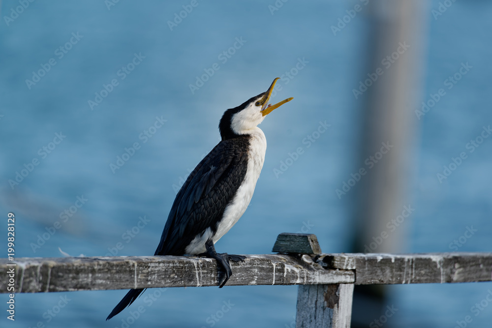 Fototapeta premium The little pied cormorant, little shag or kawaupaka (Microcarbo melanoleucos) is a common Australasian waterbird, found around the coasts, islands, estuaries, and inland waters
