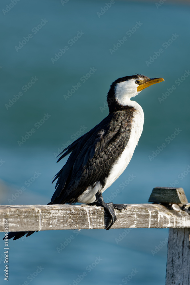 Fototapeta premium The little pied cormorant, little shag or kawaupaka (Microcarbo melanoleucos) is a common Australasian waterbird, found around the coasts, islands, estuaries, and inland waters