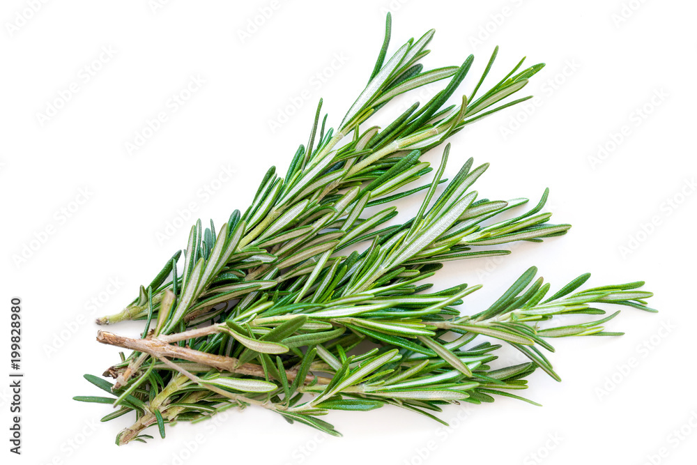 Isolated Rosemary herb. Fresh green rosemary bunch isolated on a white background. Top view. Flat lay.
