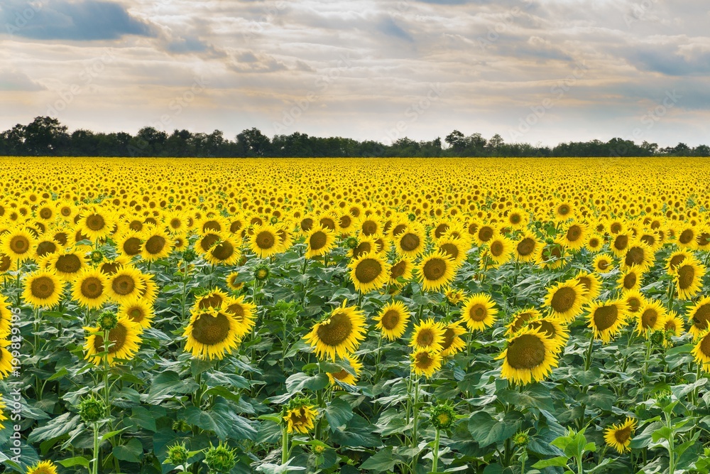 Naklejka premium field of sunflowers