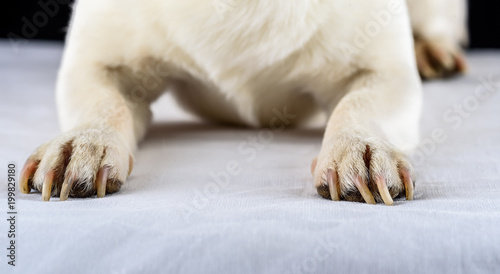 dog's paws close-up © shymar27