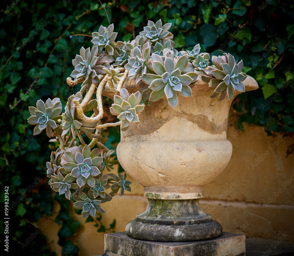 Fototapeta premium Graptopetalum paraguayense in big vase from stone