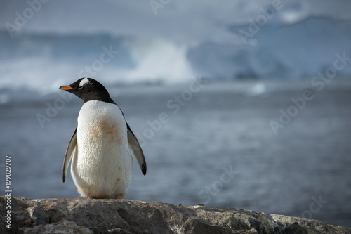 A Gentoo Penguin stands above its colony and looks out to sea in Antarctica  while ice bergs float by  and a glacier in the background crashes into the icy ocean.