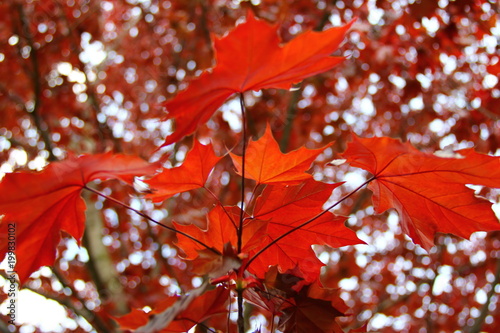 Seeing Red...Leaves