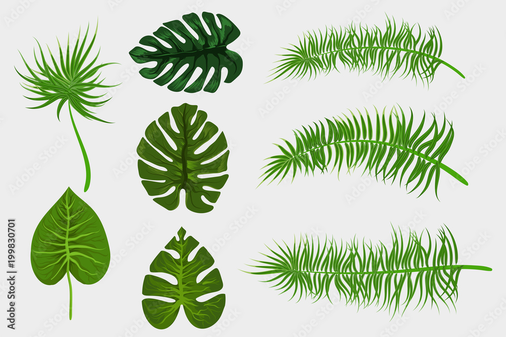 Tropical backgroung palm leaf Tropical backgroung palm leaf