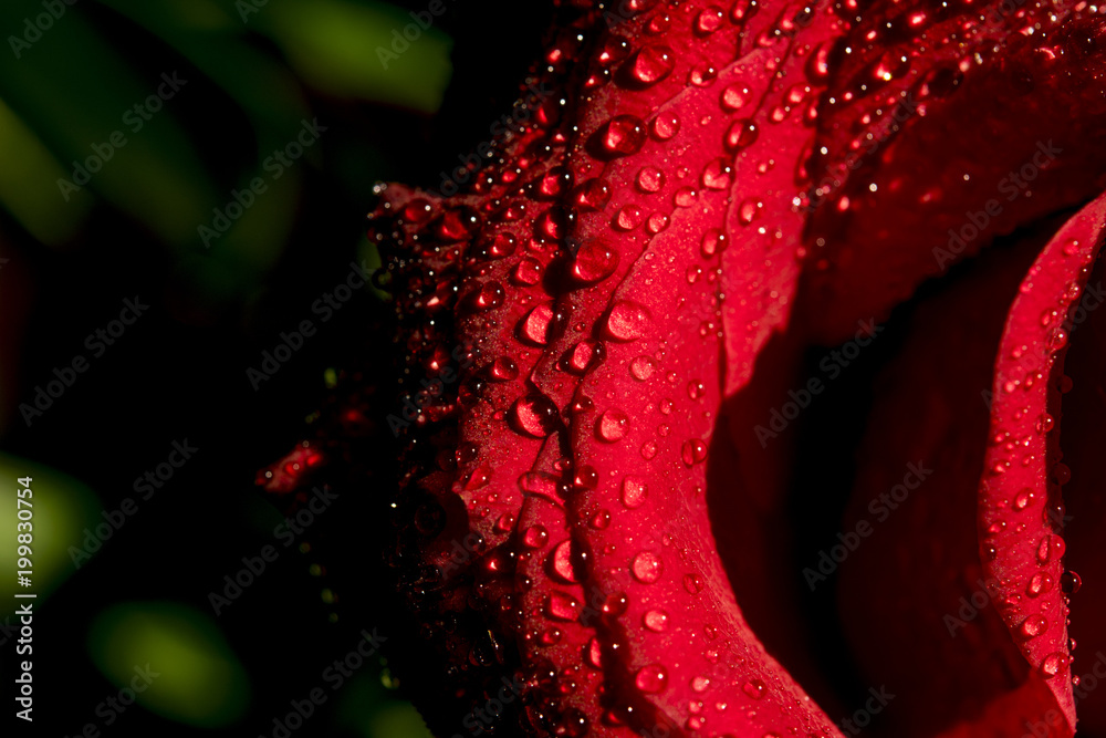 Rose Red with Dew Holland Roses Natural original