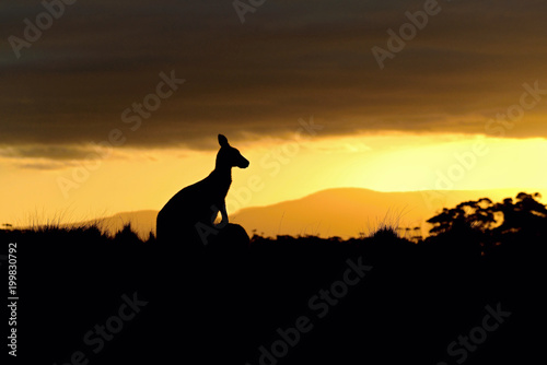 Forester (Eastern grey) Kangaroo, Macropus giganteus, Jumping, Tasmania, Australia, Sunset, Night photo