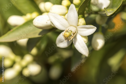 Orange tree blossom