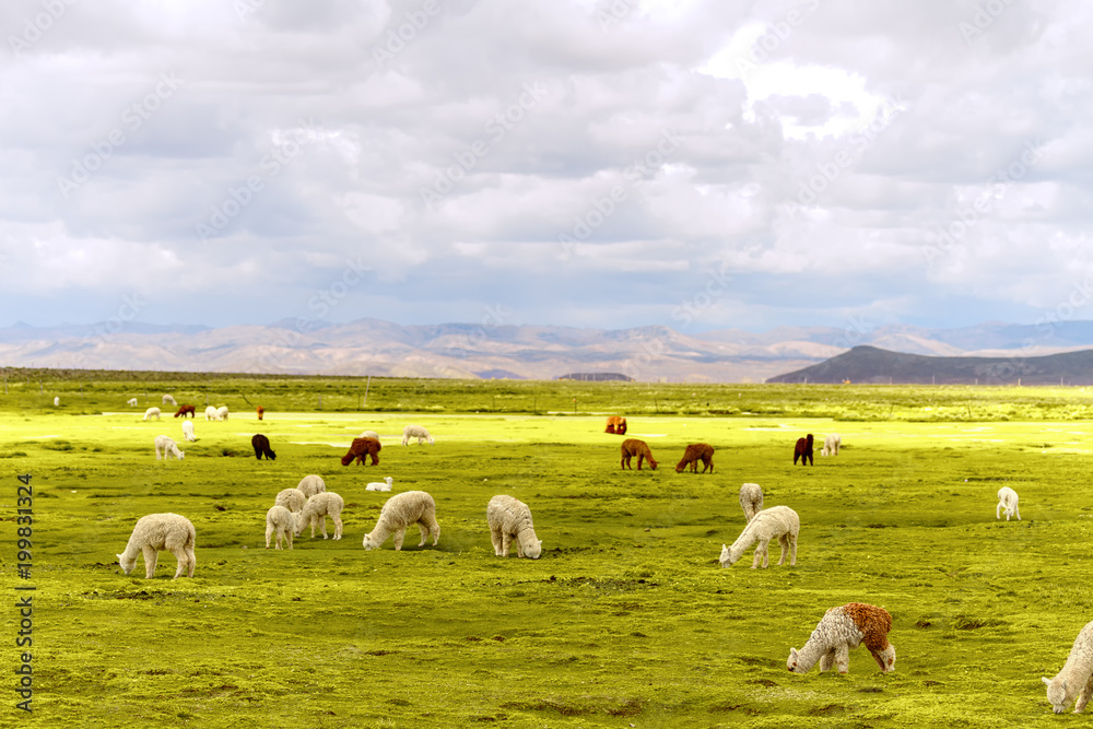 Flock of white and brown alpacas in a natural reserve of Arequipa, Peru