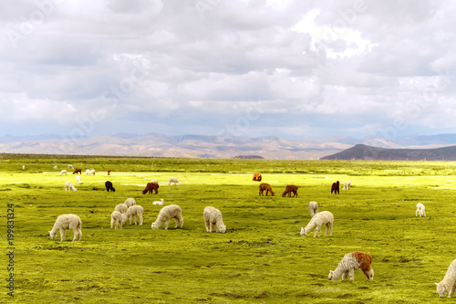 Flock of white and brown alpacas in a natural reserve of Arequipa, Peru