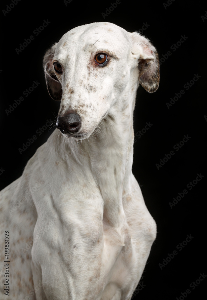 Greyhound Dog Isolated on Black Background in studio Greyhound Dog Isolated on Black Background in studio