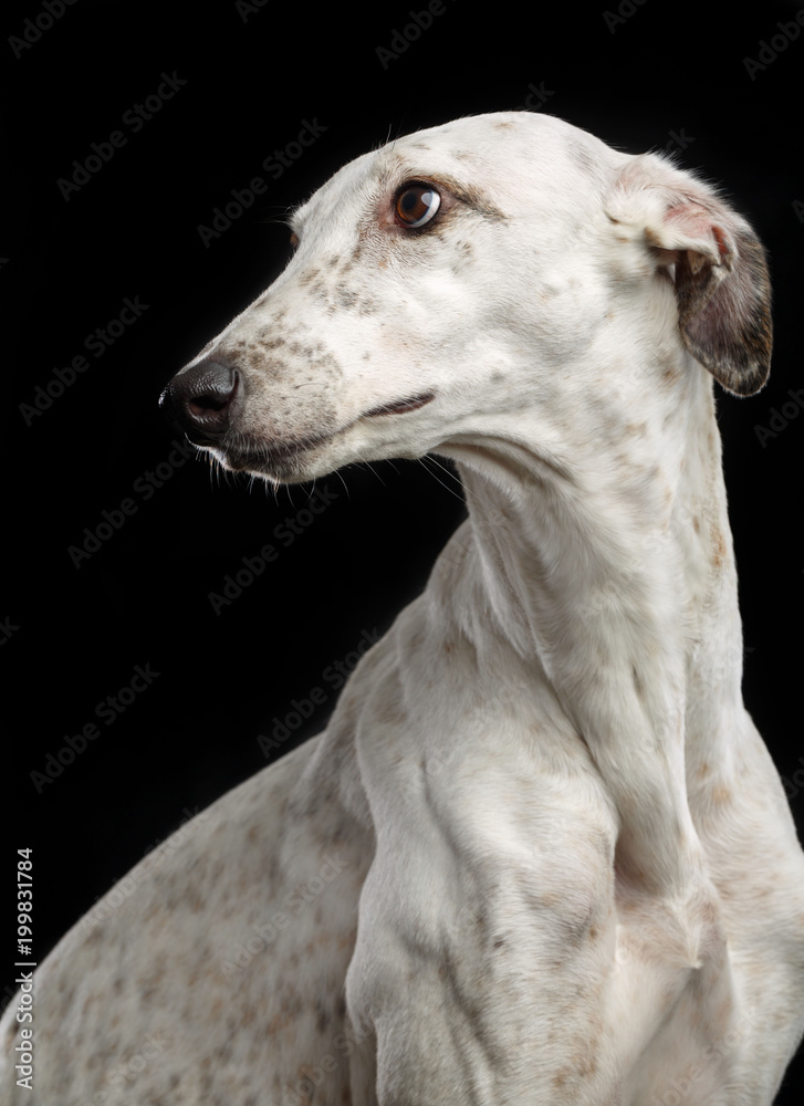 Greyhound Dog Isolated on Black Background in studio Greyhound Dog Isolated on Black Background in studio