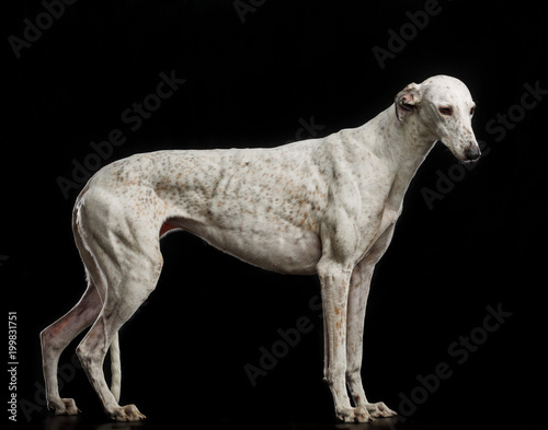 Greyhound Dog  Isolated  on Black Background in studio