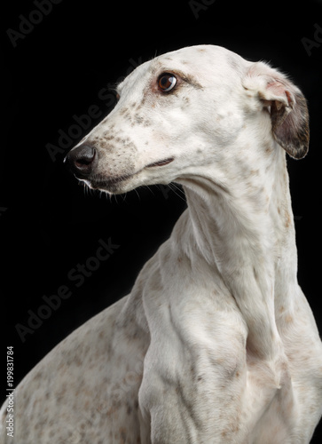 Greyhound Dog  Isolated  on Black Background in studio © TrapezaStudio