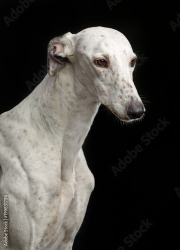 Greyhound Dog Isolated on Black Background in studio