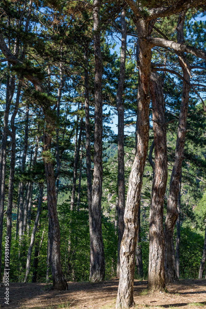 Fototapeta premium Forest