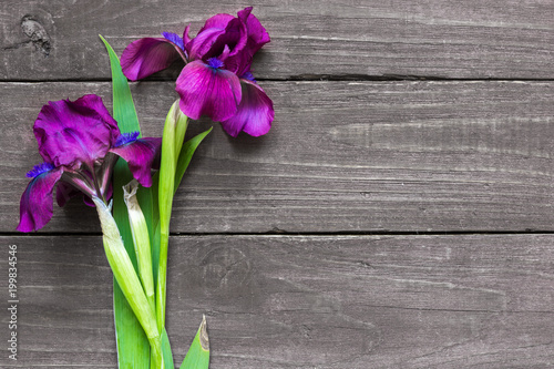 Fototapeta Naklejka Na Ścianę i Meble -  purple iris flowers mockup on dark rustic wood background for creative work design. top view