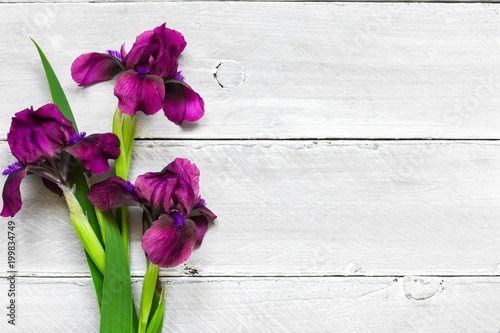 Fototapeta Naklejka Na Ścianę i Meble -  purple iris flowers bouquet on white wooden background. flat lay. top view with copy space