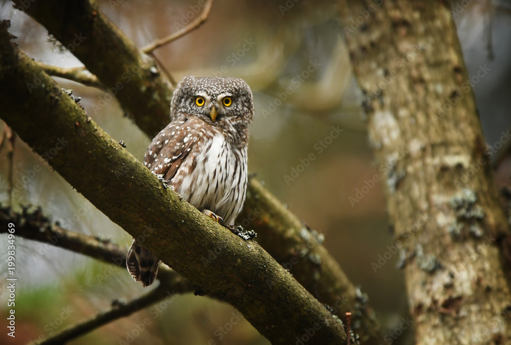 Eurasian pygmy owl (Glaucidium passerinum) Eurasian pygmy owl (Glaucidium passerinum)