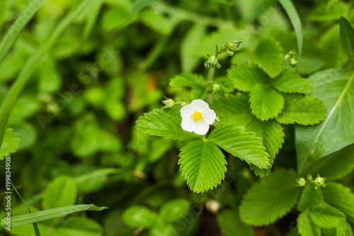 Flower garden strawberry
