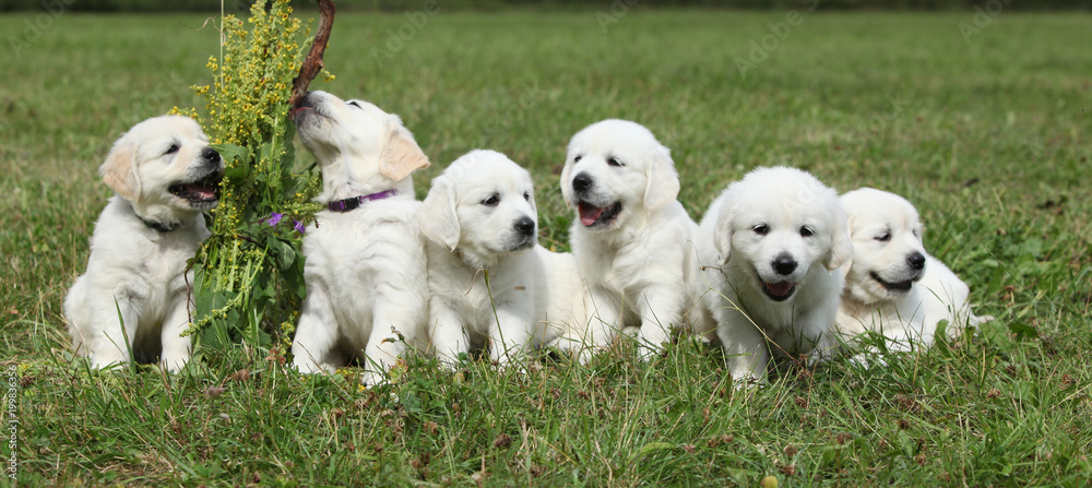 Amazing group of golden retriever puppies Amazing group of golden retriever puppies
