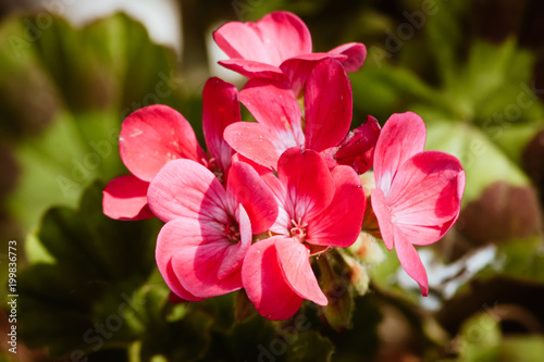 Bunch of Geranium Flowers