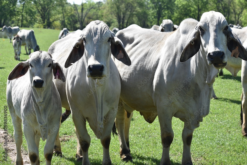 close up of a Brahma cow herd