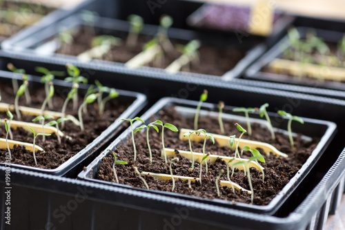 Tomatoes seedlings photo