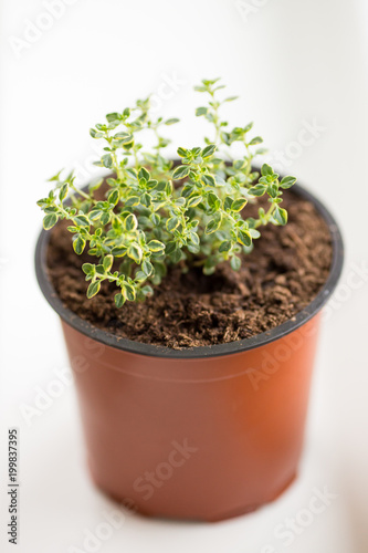 Thymus x citriodorus. Lemon thyme in the pot