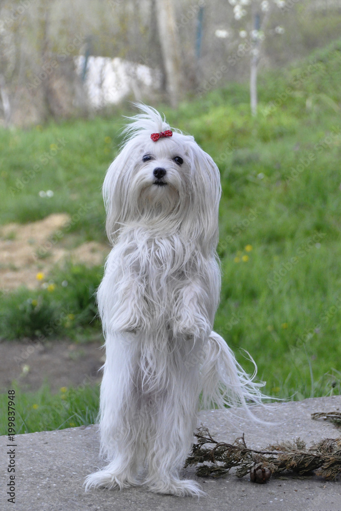 the maltese dog stands on two legs. the maltese dog stands on two legs.