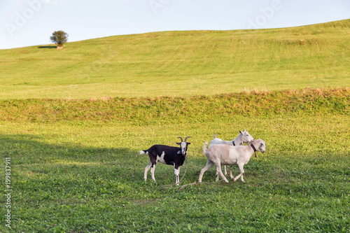 Fototapeta Naklejka Na Ścianę i Meble -  pasture summer landscape with grazing goats