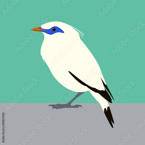 bali mynah  bird  vector illustration flat style  profile