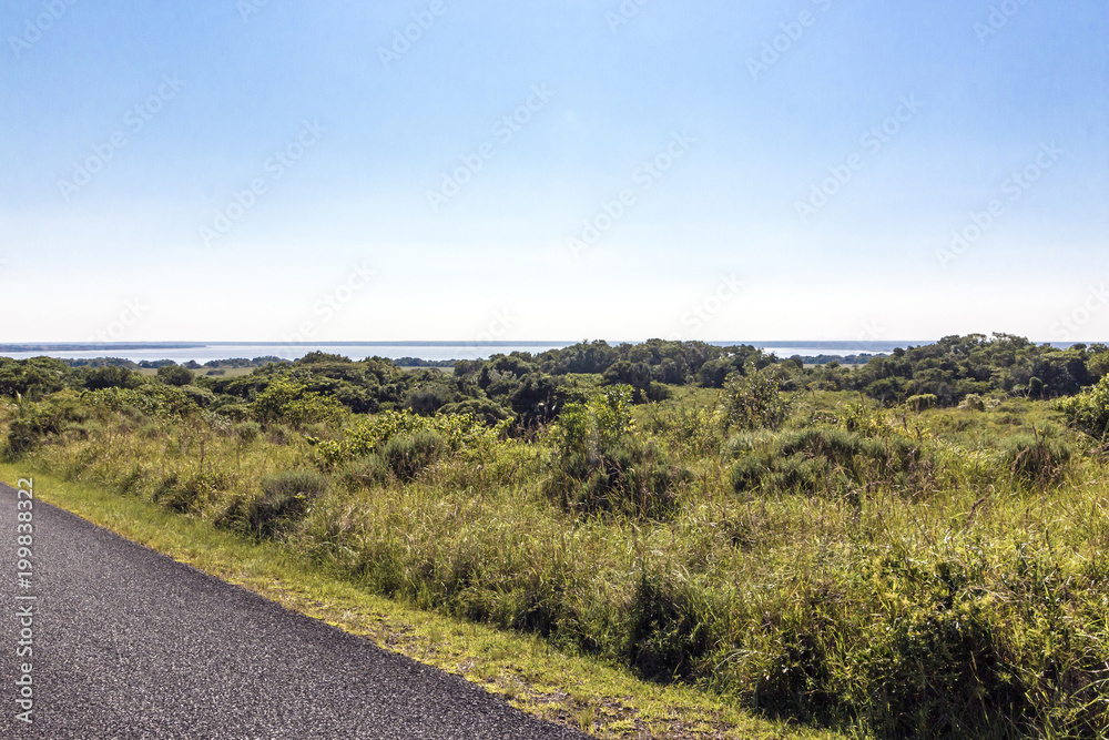 Natural Wetland Vegetation at Lake St Lucia South Africa