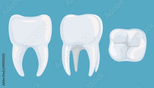 Pure root tooth from different sides. Vector illustration