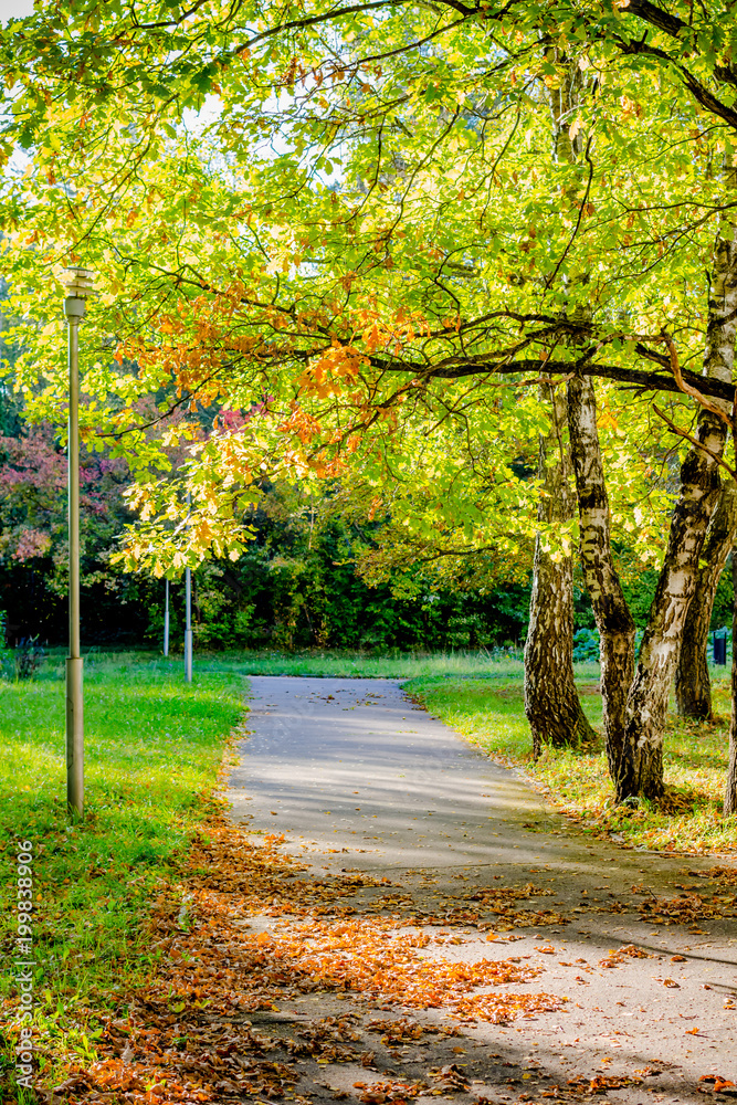 Naklejka premium Beautiful view of the autumn park in the sunlight