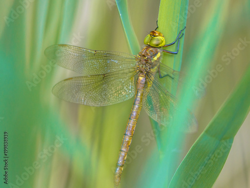 Green eyed hawker on  turqouise reed background