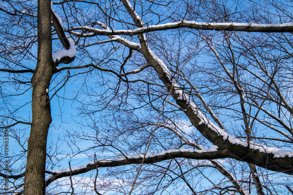 Beautiful snow covered tree branches Beautiful snow covered tree branches