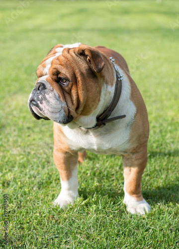 Young English bulldog outdoor on the green grass,selective focus