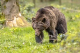 European brown bear foraging in grassy forest habitat