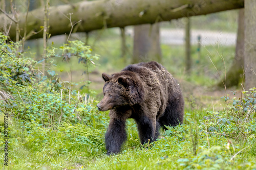 European brown bear in wood habitat