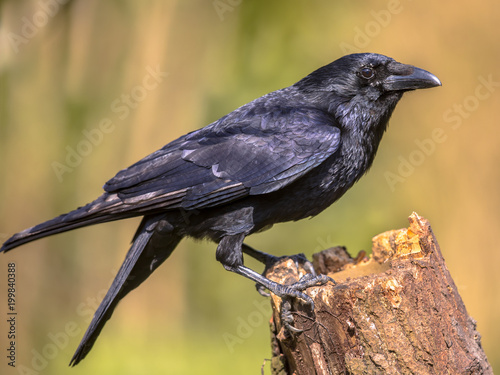 Black Carrion Crow on log