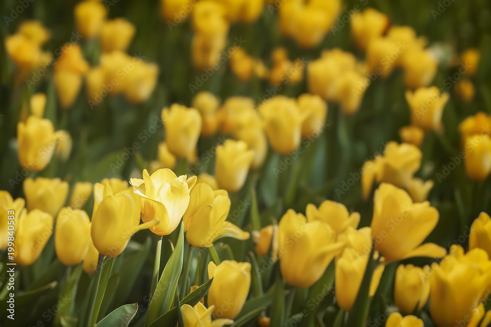 Picturesque blooming yellow tulips. Spring, summer natural background, texture, selectiv focus