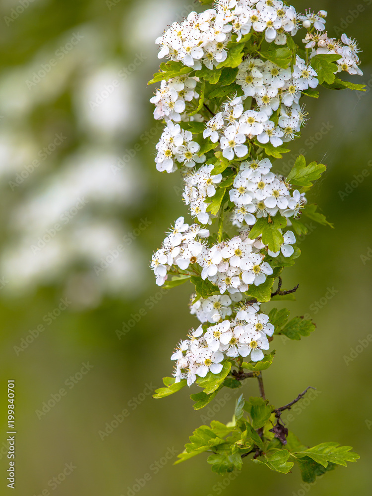 Blossom of common hawthorn Blossom of common hawthorn
