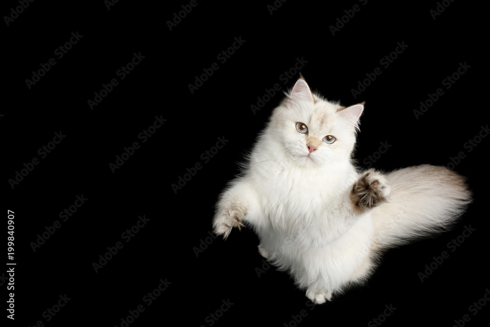 British breed Cat, Color-point fur and Blue eyes Raising up paw, Looking up, on Isolated Black Background, top view